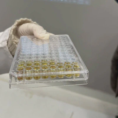 My students having hands-on experience with ELISA.