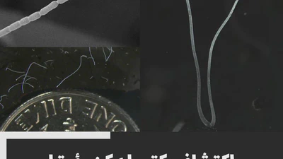 Discovery of Bacteria Visible to the Naked Eye featured image