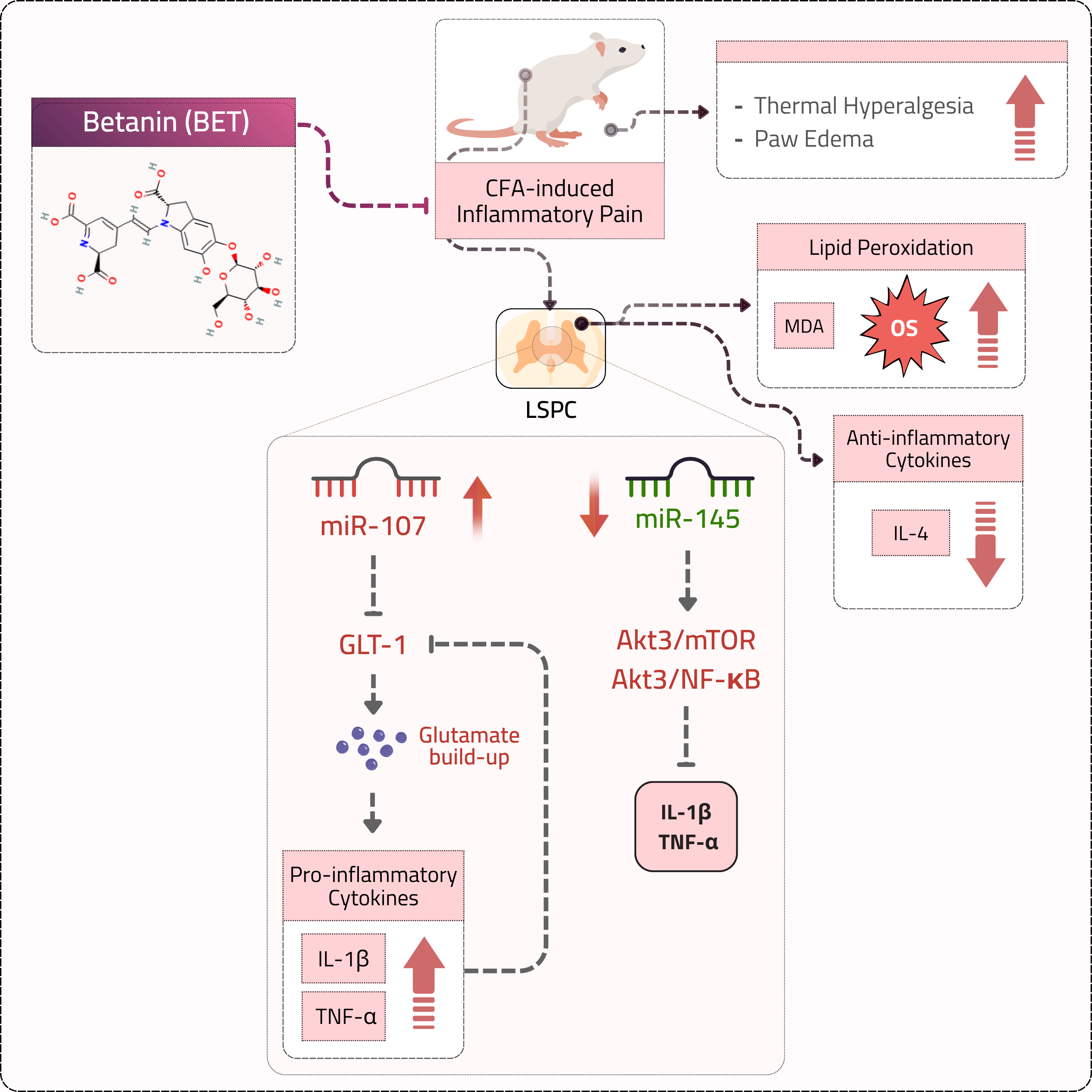 Betanin-Mediated Modulation of miRNA Signaling and Neuroinflammation in Inflammatory Pain