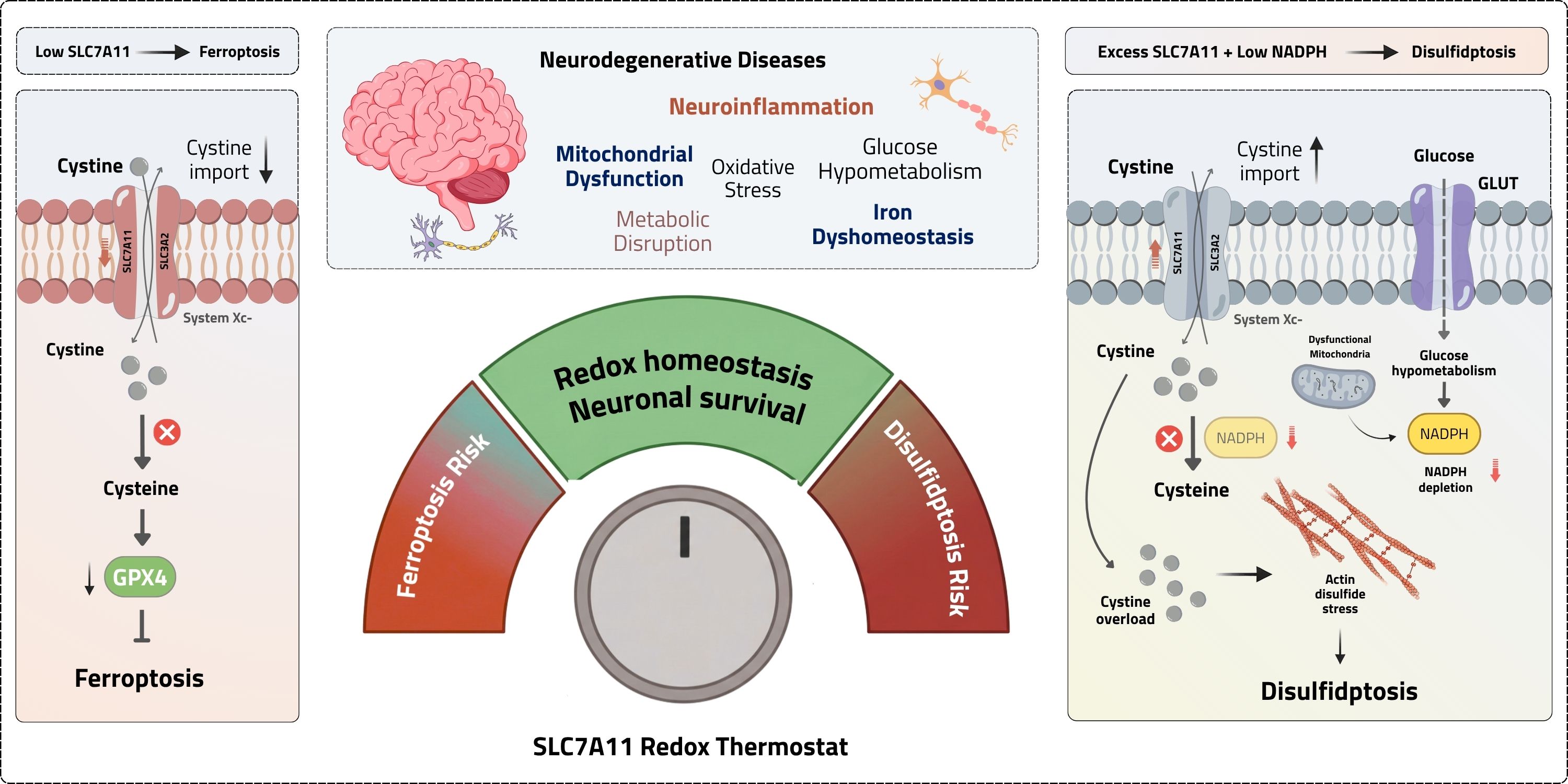 SLC7A11 Redox Homeostasis, Ferroptosis, and Disulfidptosis in Neurodegenerative Diseases