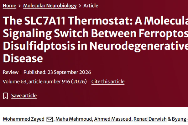 The SLC7A11 Thermostat: A Molecular Signaling Switch Between Ferroptosis and Disulfidptosis in Neurodegenerative Disease