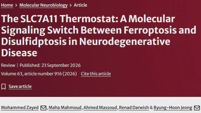 The SLC7A11 Thermostat: A Molecular Signaling Switch Between Ferroptosis and Disulfidptosis in Neurodegenerative Disease featured image